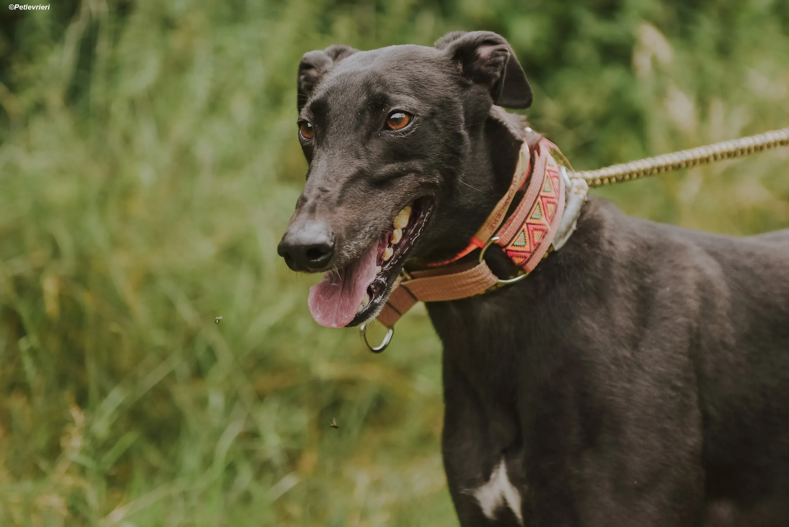 Padua adozione levrieri greyhound 5