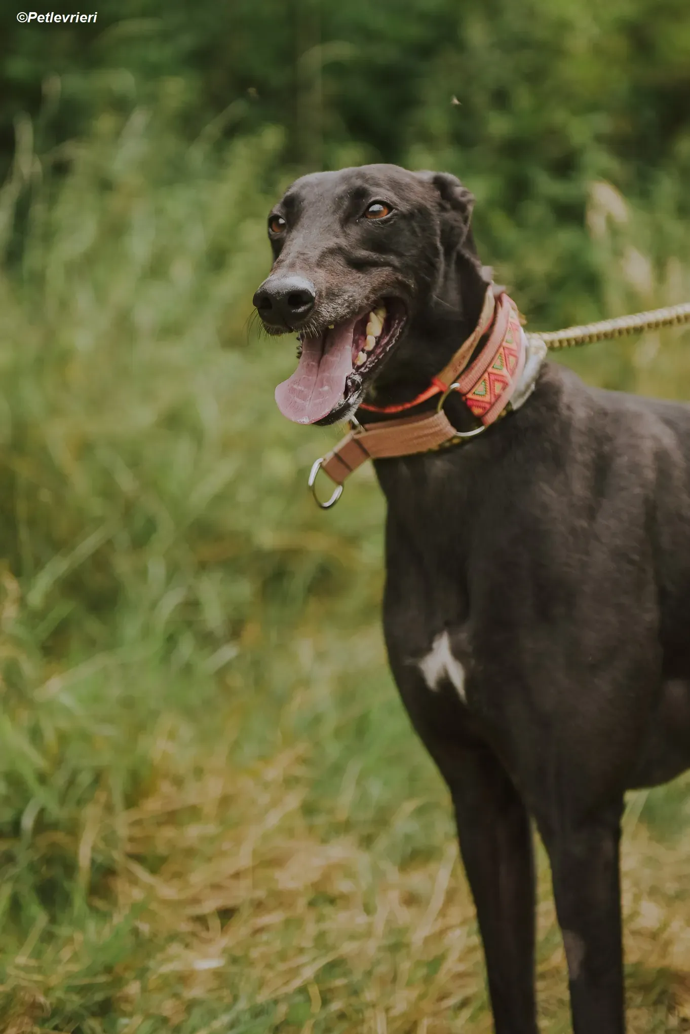 Padua adozione levrieri greyhound 6