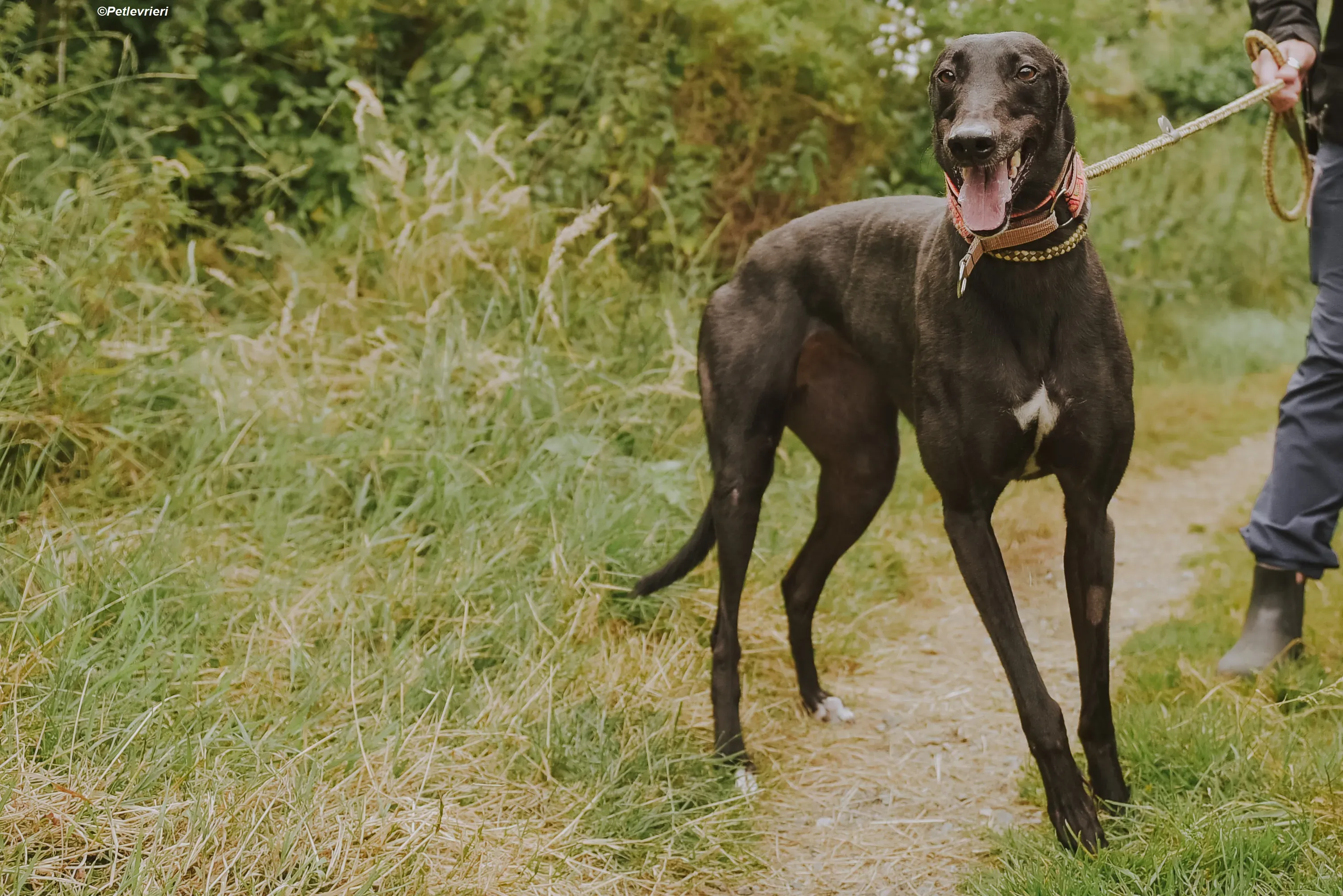 Padua adozione levrieri greyhound 7