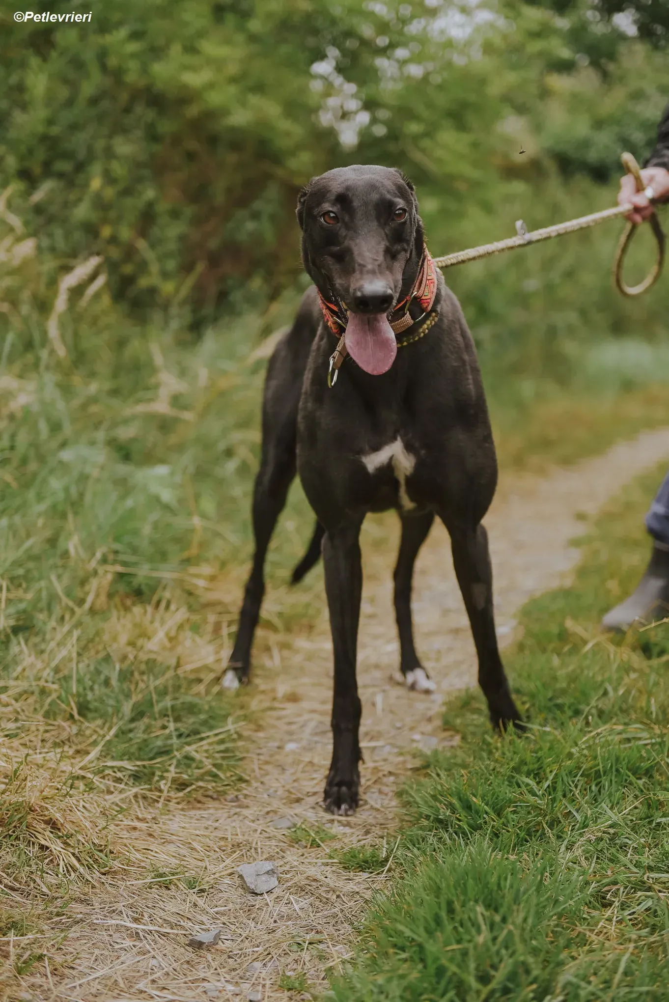 Padua adozione levrieri greyhound 8