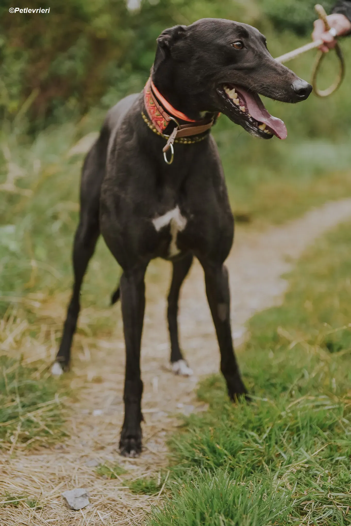 Padua adozione levrieri greyhound 9