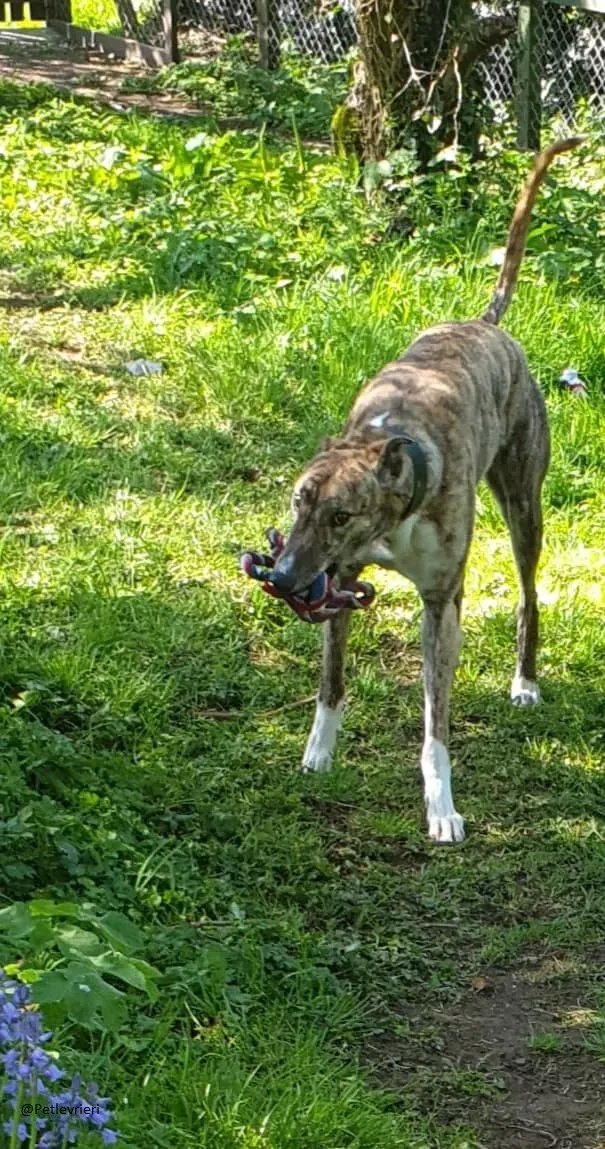 Paella greyhound adozionelevrieri primavera irlanda 1