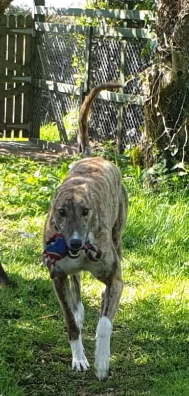 Paella greyhound adozionelevrieri primavera irlanda 10