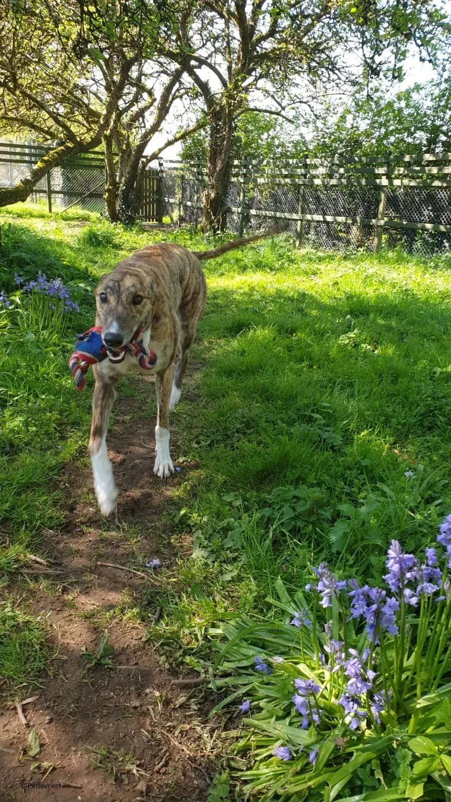 Paella greyhound adozionelevrieri primavera irlanda 2