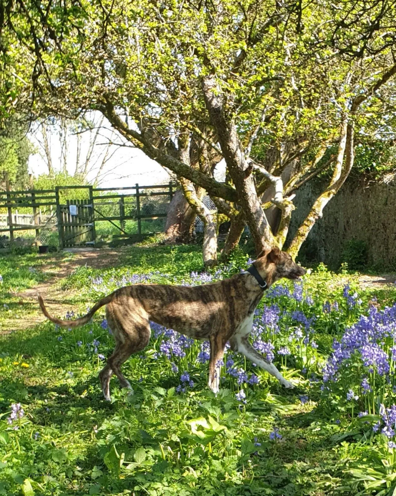 Paella greyhound adozionelevrieri primavera irlanda 3