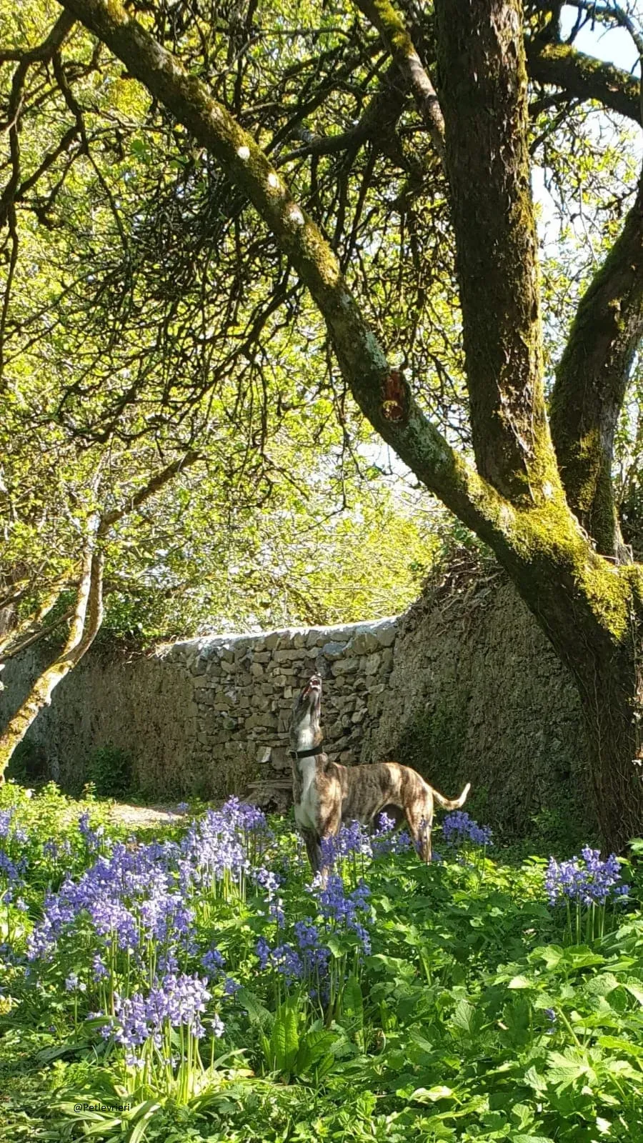 Paella greyhound adozionelevrieri primavera irlanda 4