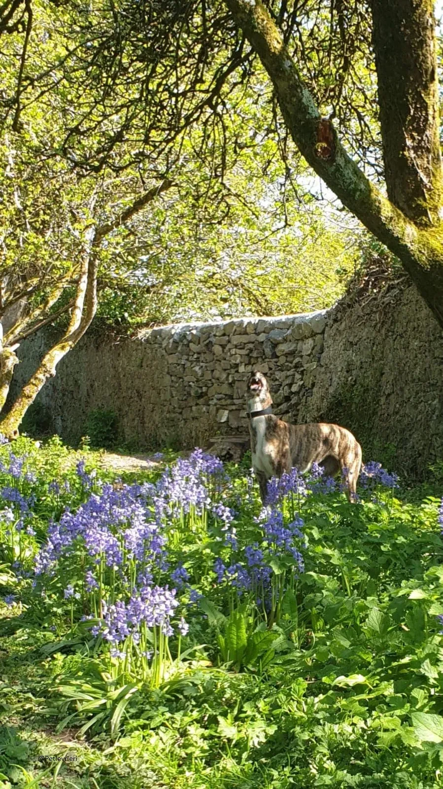 Paella greyhound adozionelevrieri primavera irlanda 5