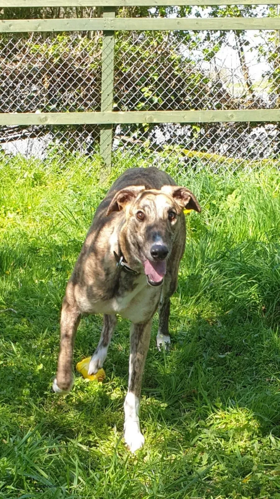 Paella greyhound adozionelevrieri primavera irlanda 6