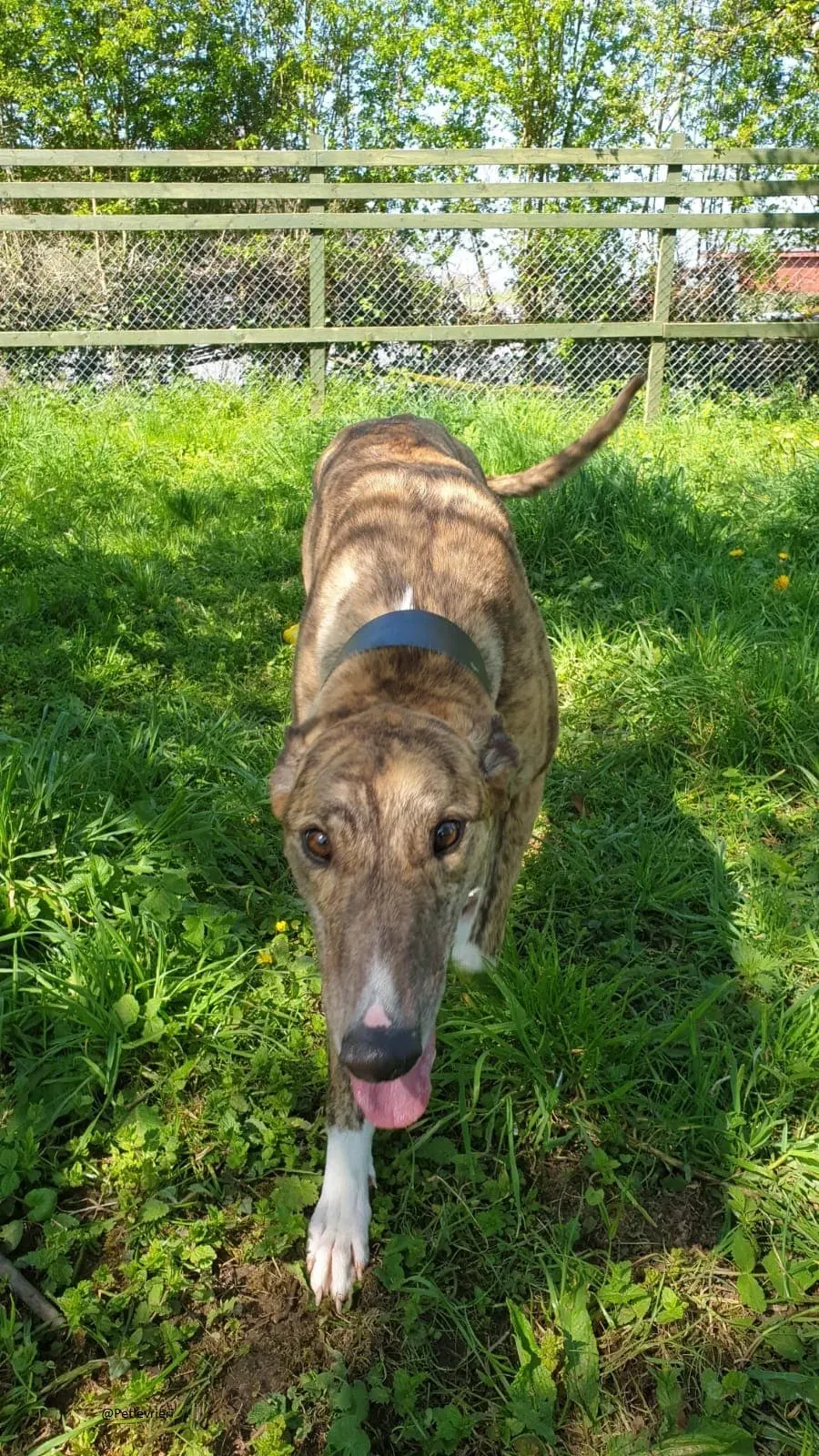 Paella greyhound adozionelevrieri primavera irlanda 7