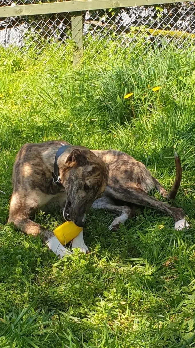 Paella greyhound adozionelevrieri primavera irlanda 8