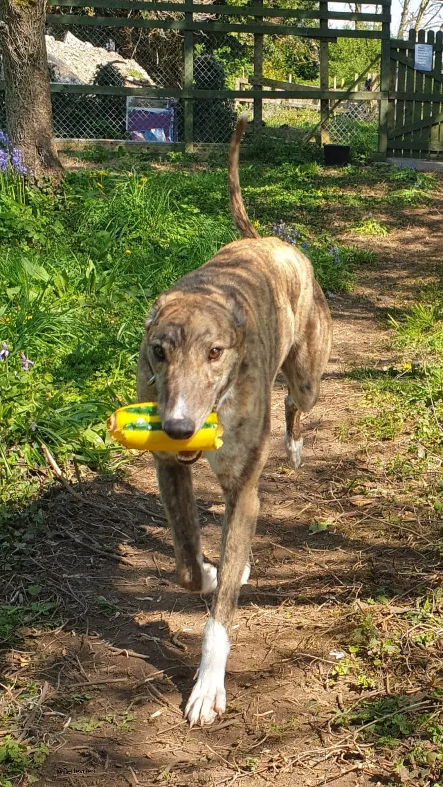 Paella greyhound adozionelevrieri primavera irlanda 9