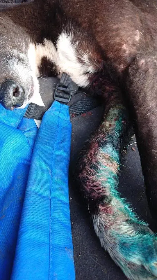 Pagoda lurcher pet levrieri greyhound1