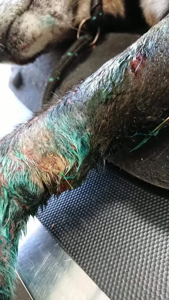 Pagoda lurcher pet levrieri greyhound2