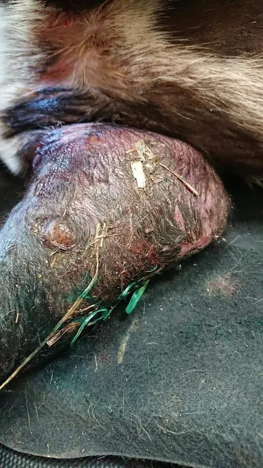 Pagoda lurcher pet levrieri greyhound3