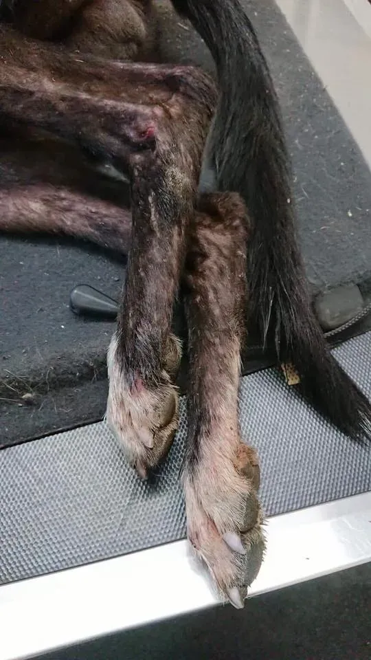 Pagoda lurcher pet levrieri greyhound4