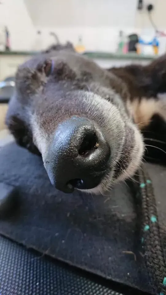 Pagoda lurcher pet levrieri greyhound5