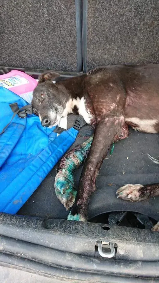 Pagoda lurcher pet levrieri greyhound6