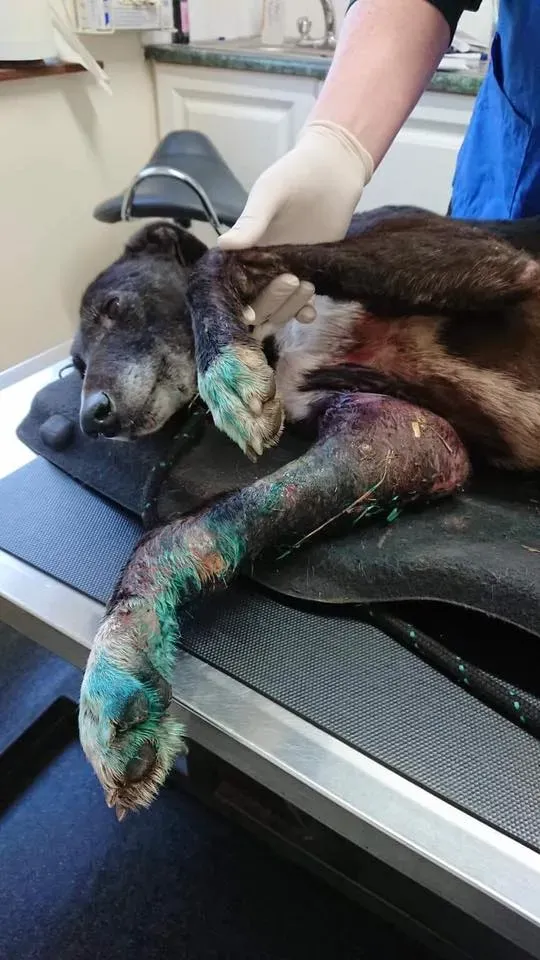 Pagoda lurcher pet levrieri greyhound7