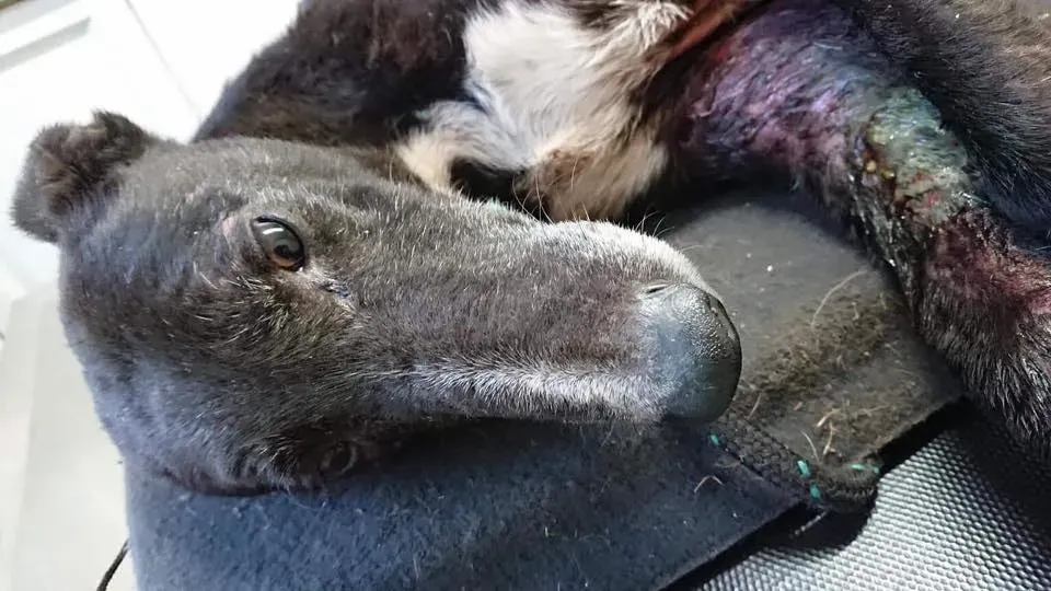 Pagoda lurcher pet levrieri greyhound8