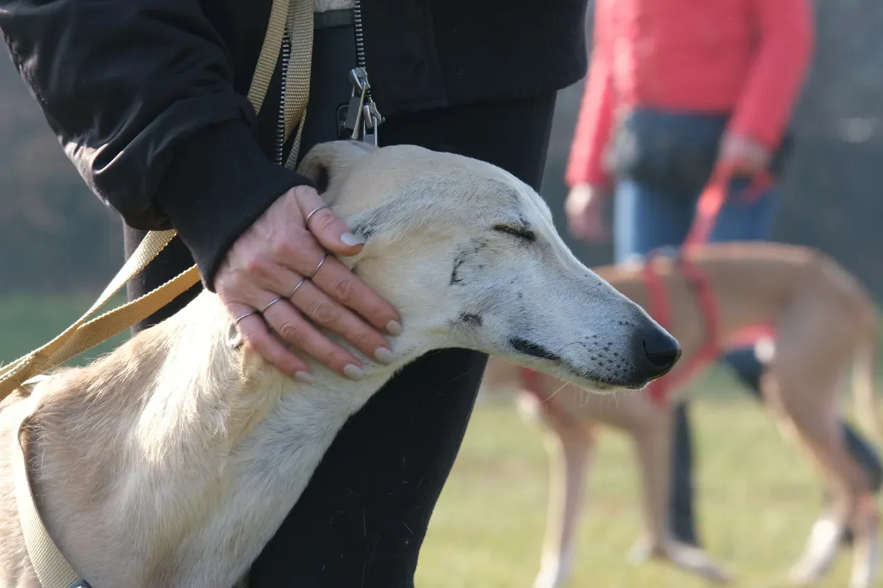 Palomo galgo maschio adozione levriero arrivo 01
