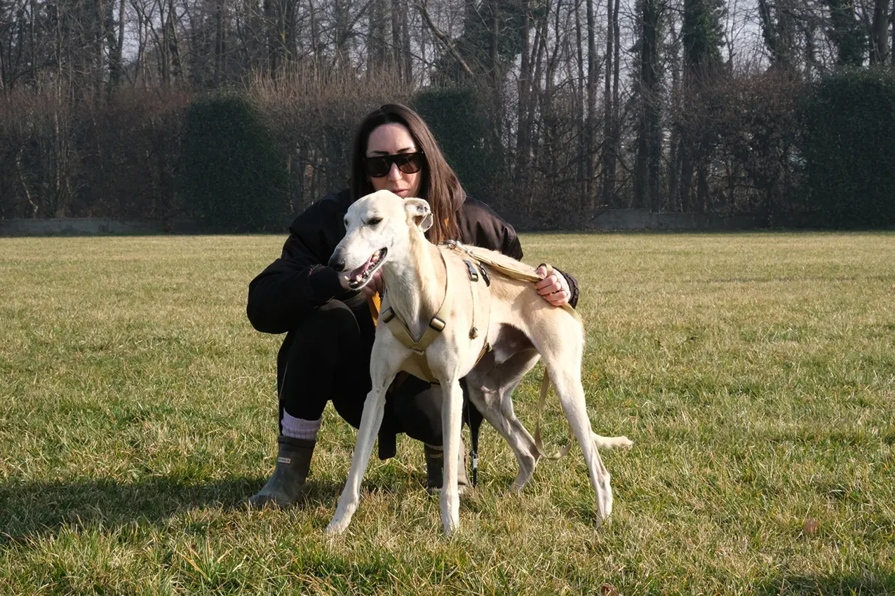 Palomo galgo maschio adozione levriero arrivo 02