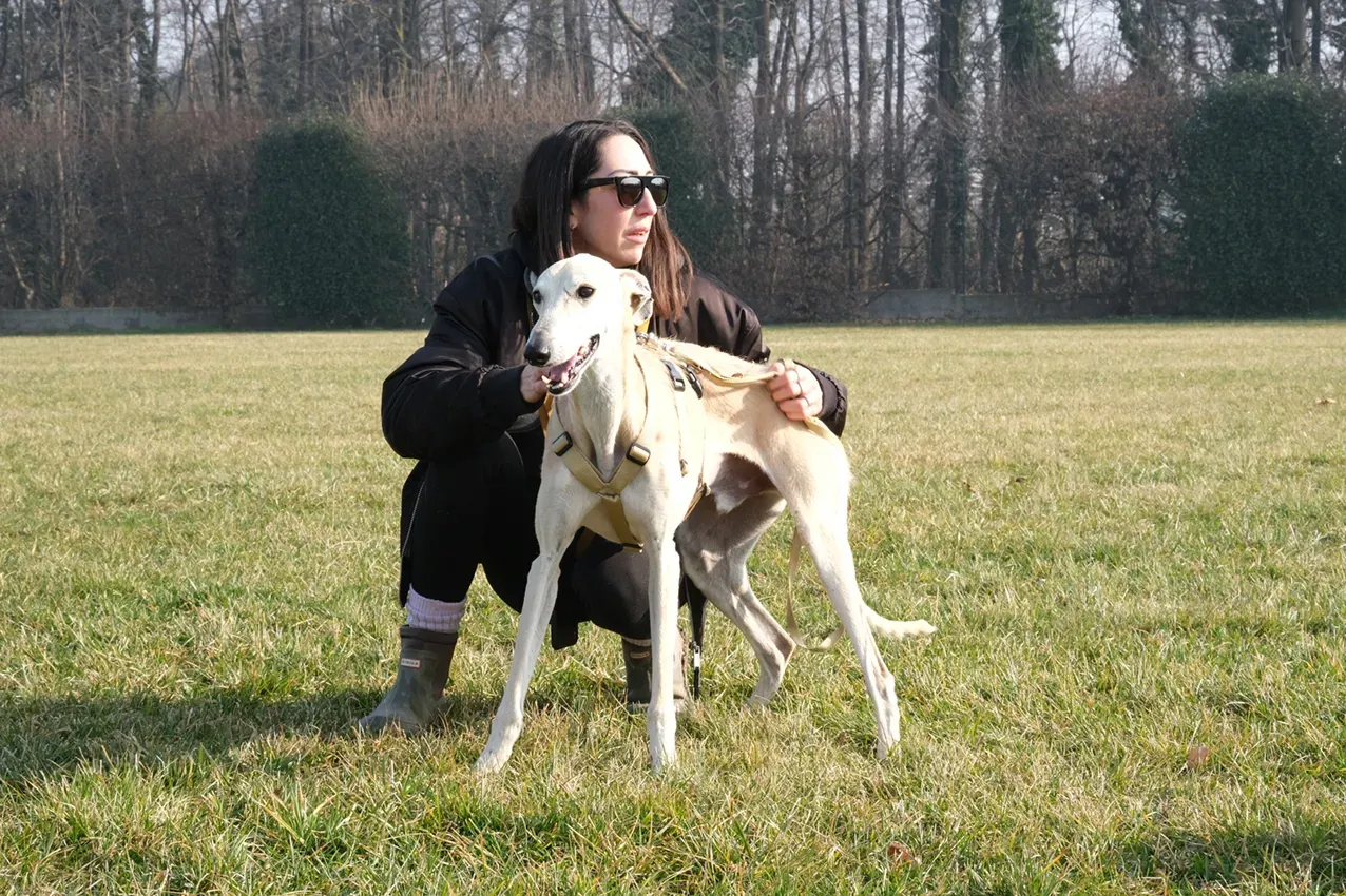 Palomo galgo maschio adozione levriero arrivo 03