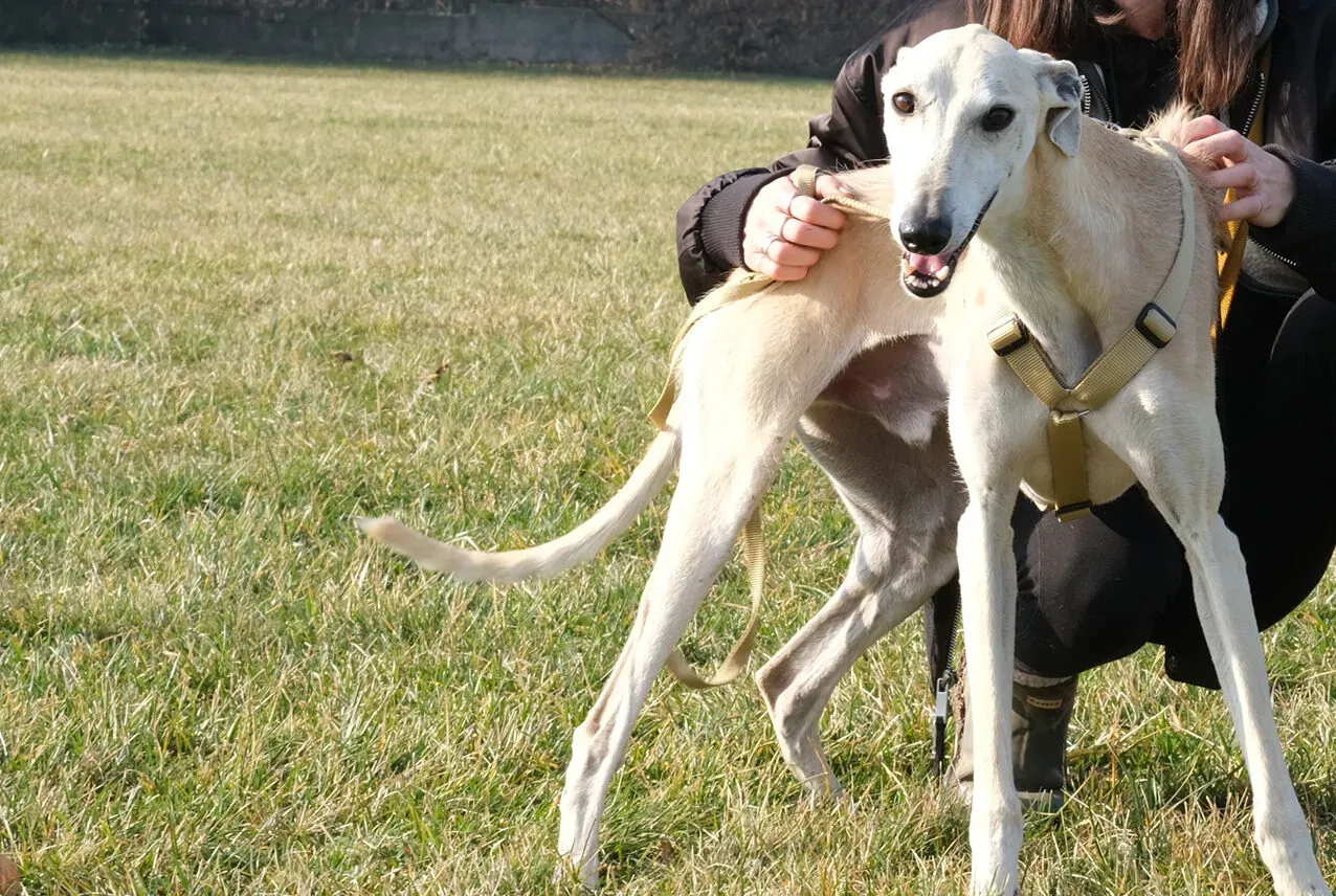 Palomo galgo maschio adozione levriero arrivo 04 e1712153717713