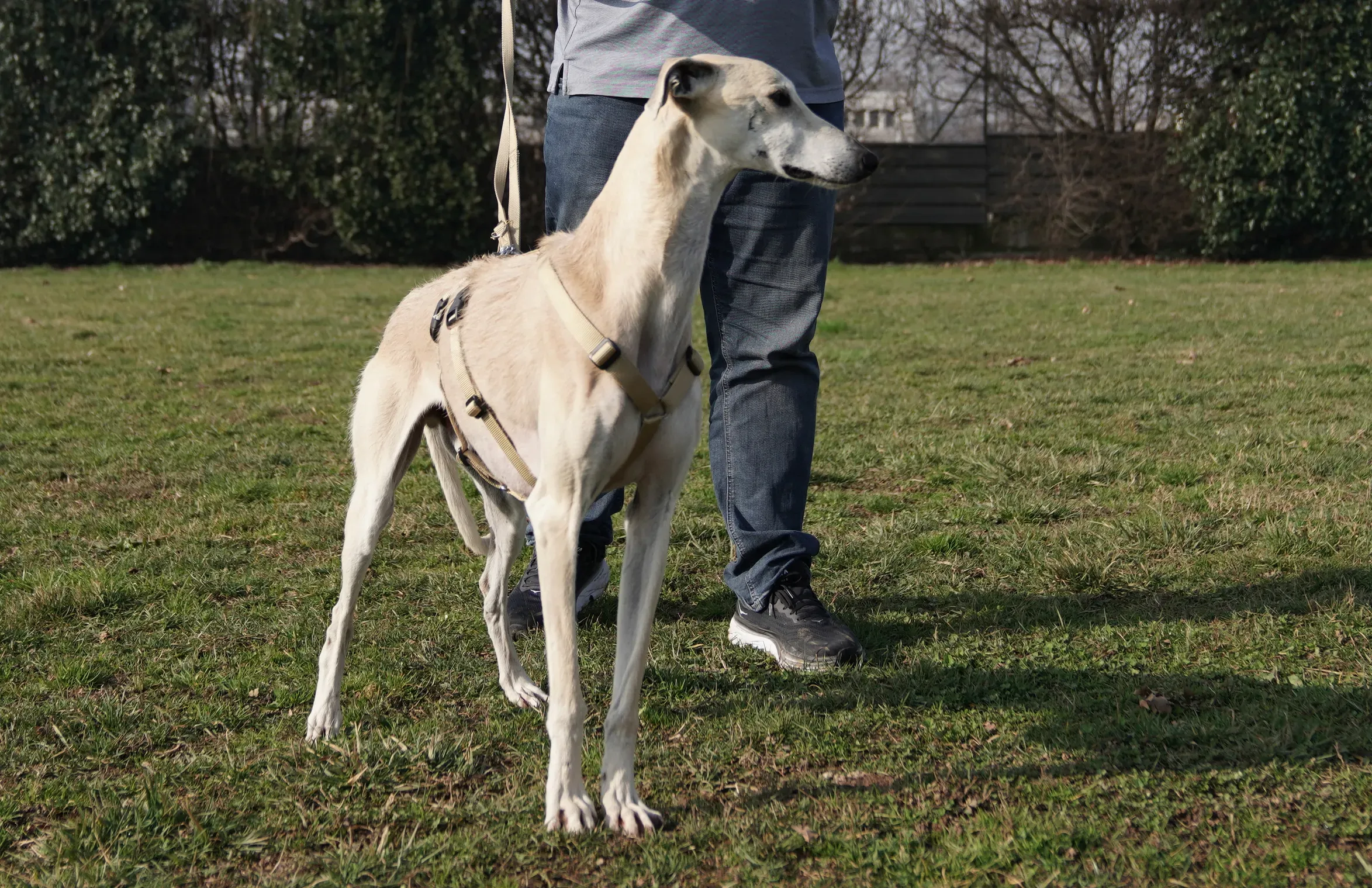 Palomo galgo maschio adozione levriero arrivo 05