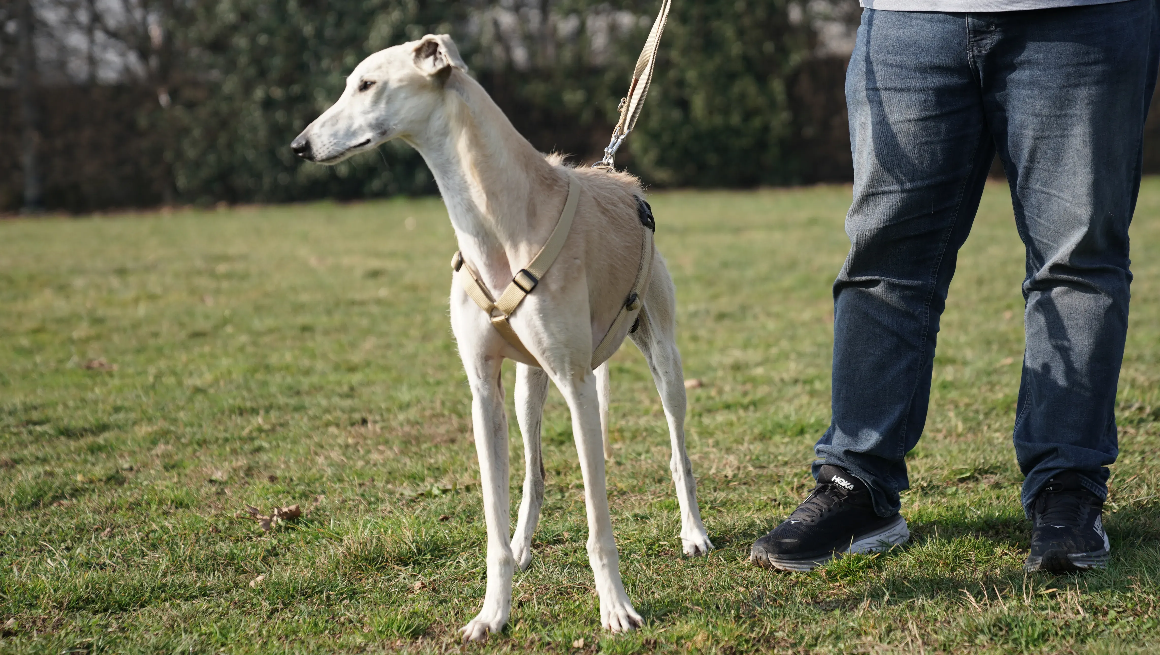 Palomo galgo maschio adozione levriero arrivo 06