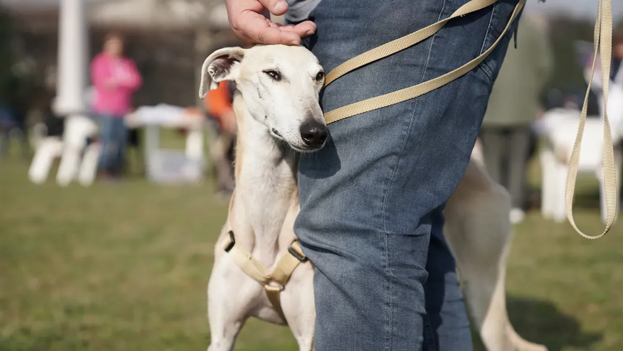 Palomo galgo maschio adozione levriero arrivo 07