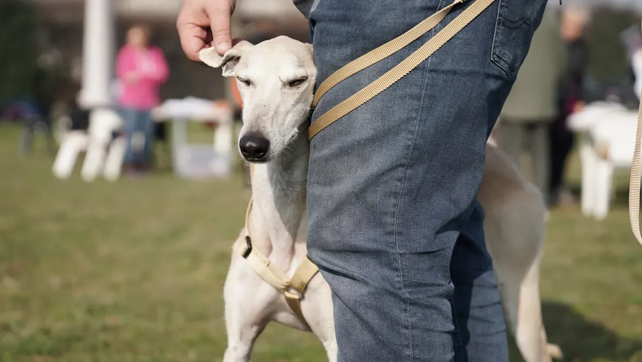Palomo galgo maschio adozione levriero arrivo 08