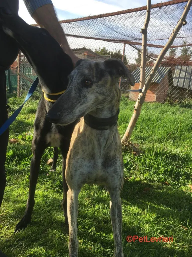 Pancho Adozione Levrieri Galgo 1
