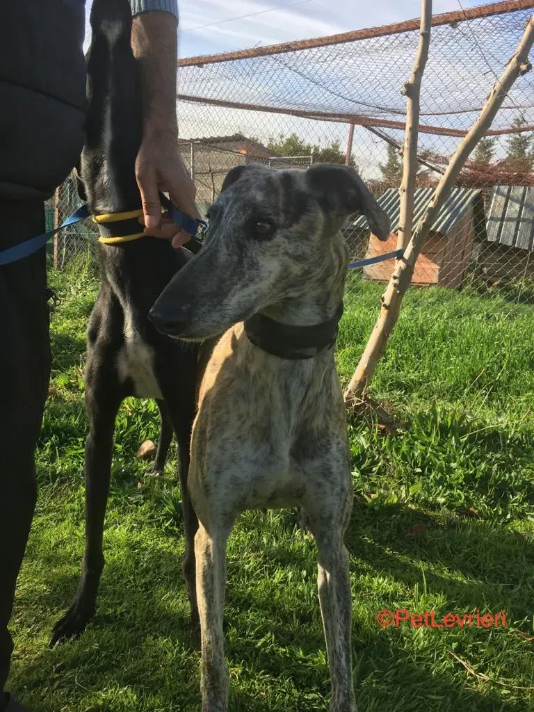 Pancho Adozione Levrieri Galgo 3