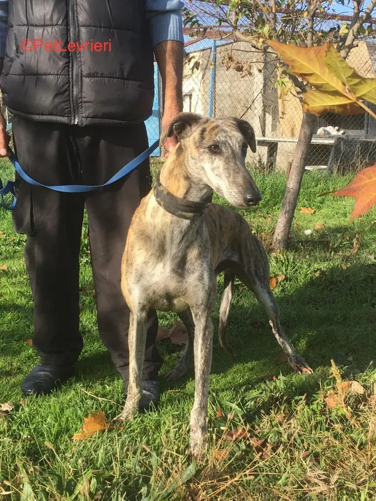 Pancho Adozione Levrieri Galgo 4