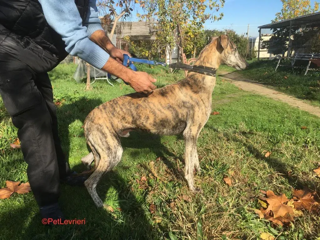 Pancho Adozione Levrieri Galgo 5