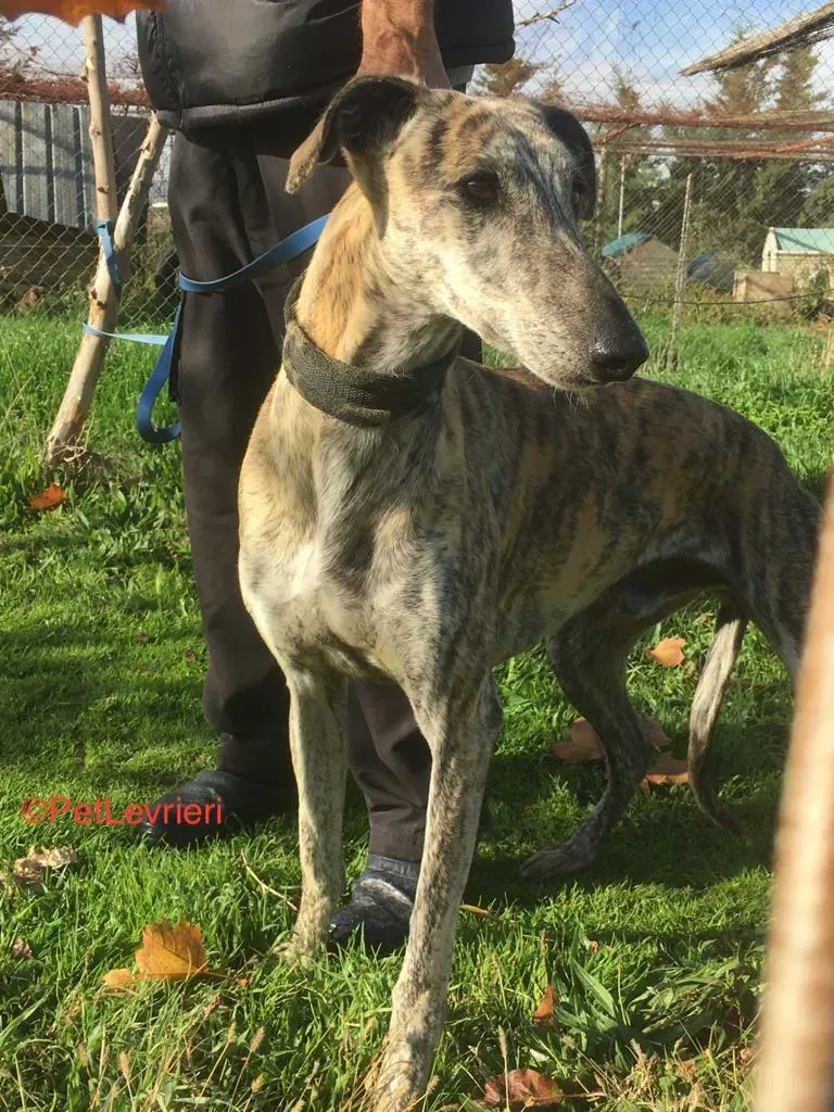 Pancho Adozione Levrieri Galgo 6