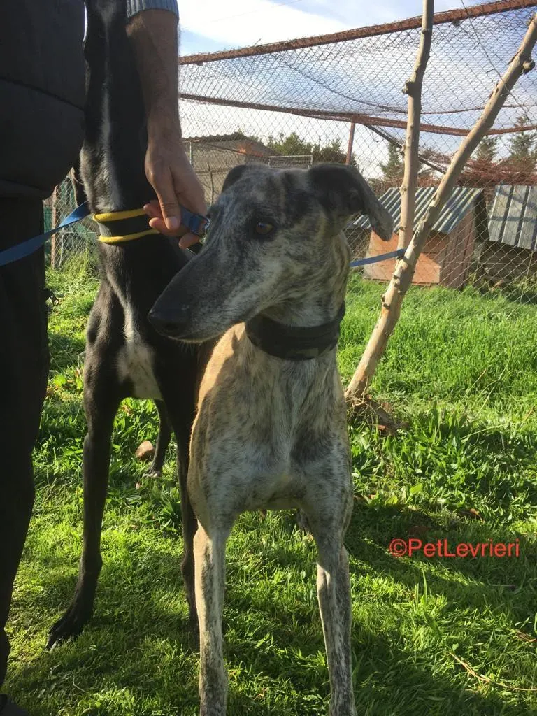 Pancho Adozione Levrieri Galgo 8