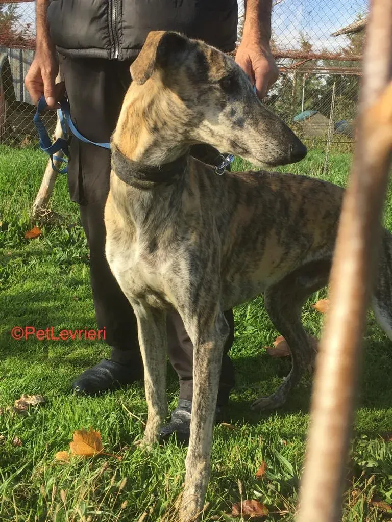 Pancho Adozione.Levrieri Galgo 2