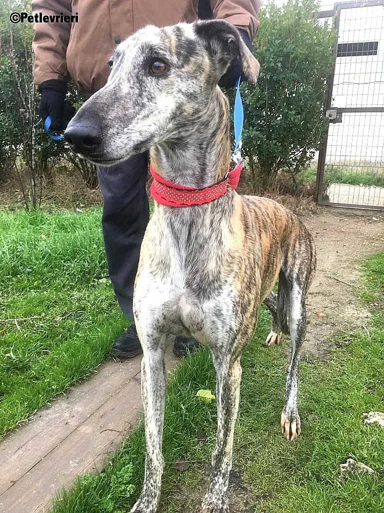 Pancho adozione levrieri galgo
