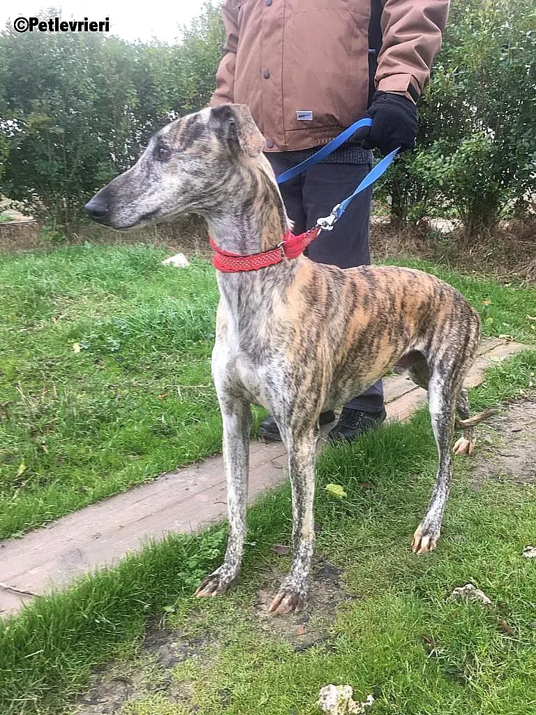 Pancho adozione levrieri galgo 1