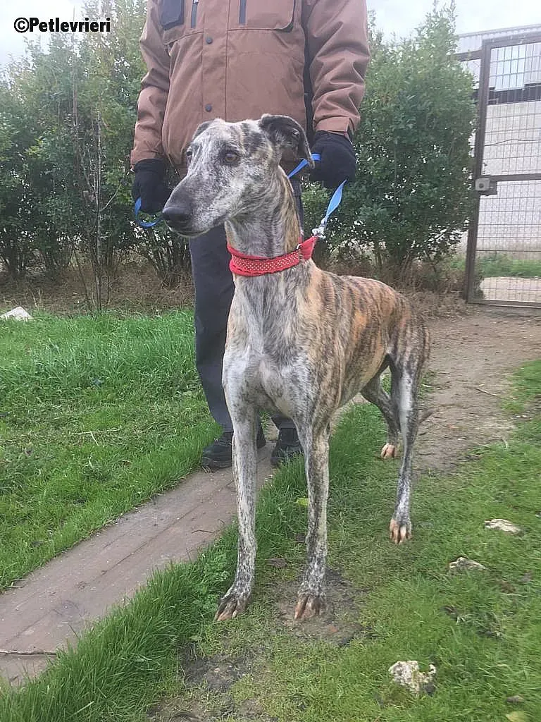 Pancho adozione levrieri galgo 2