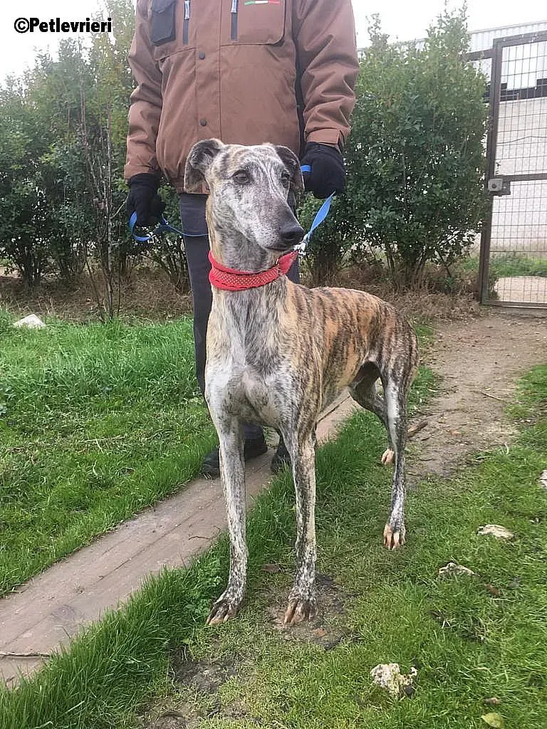 Pancho adozione levrieri galgo 3