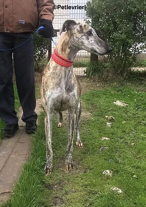 Pancho adozione levrieri galgo 4 2