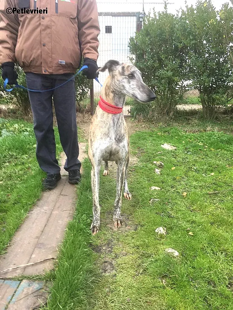 Pancho adozione levrieri galgo 6