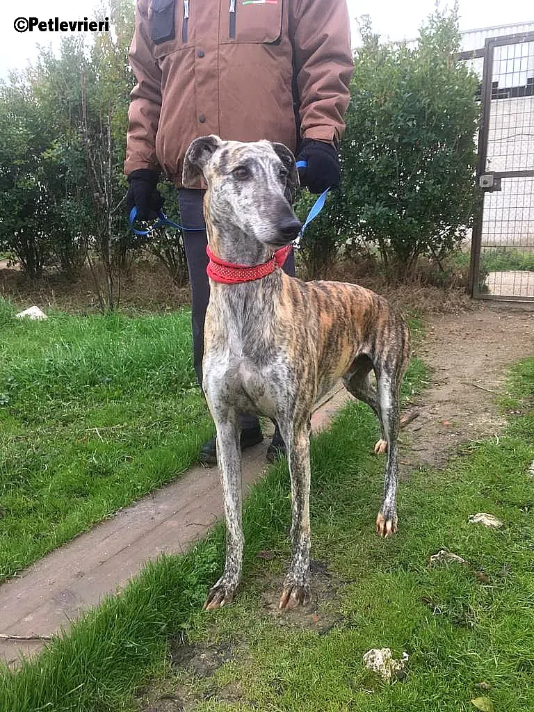 Pancho adozione levrieri galgo 7
