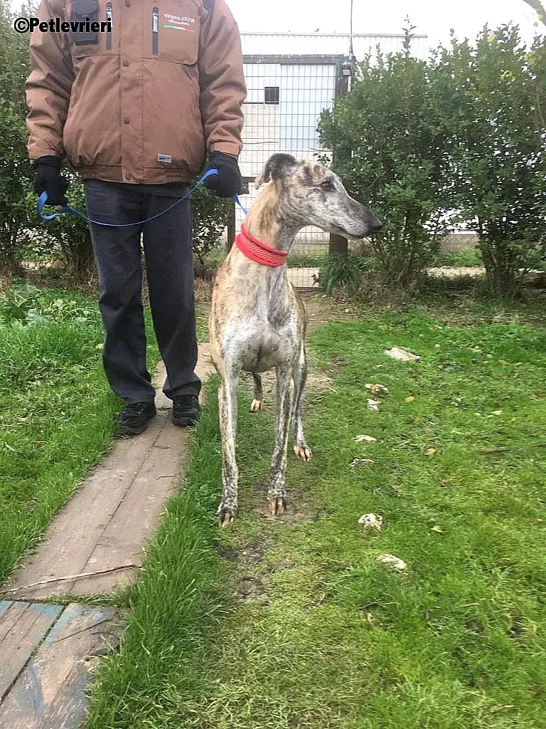 Pancho adozione levrieri galgo 8