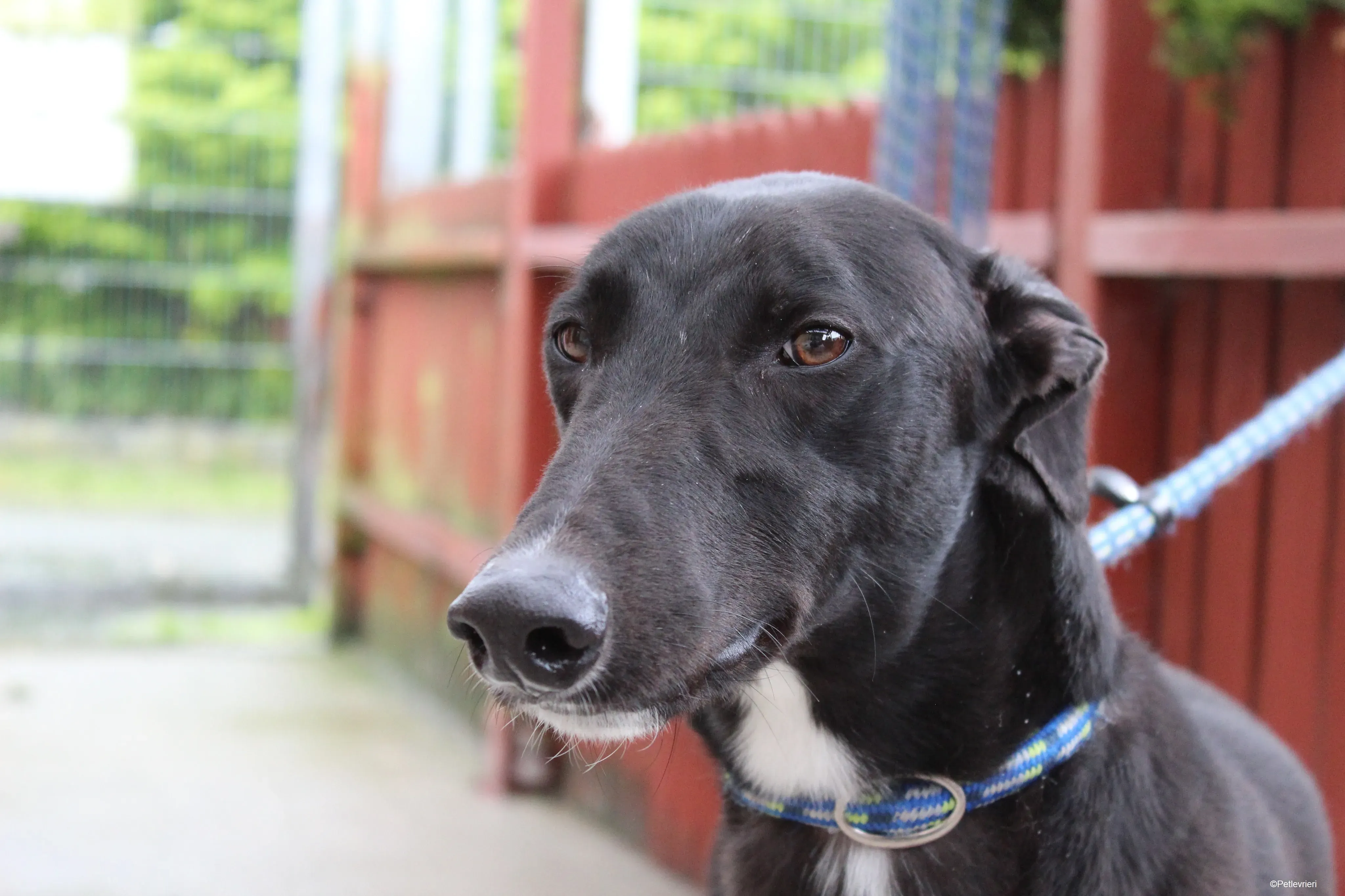 Panther adozione levrieri greyhound 1 1