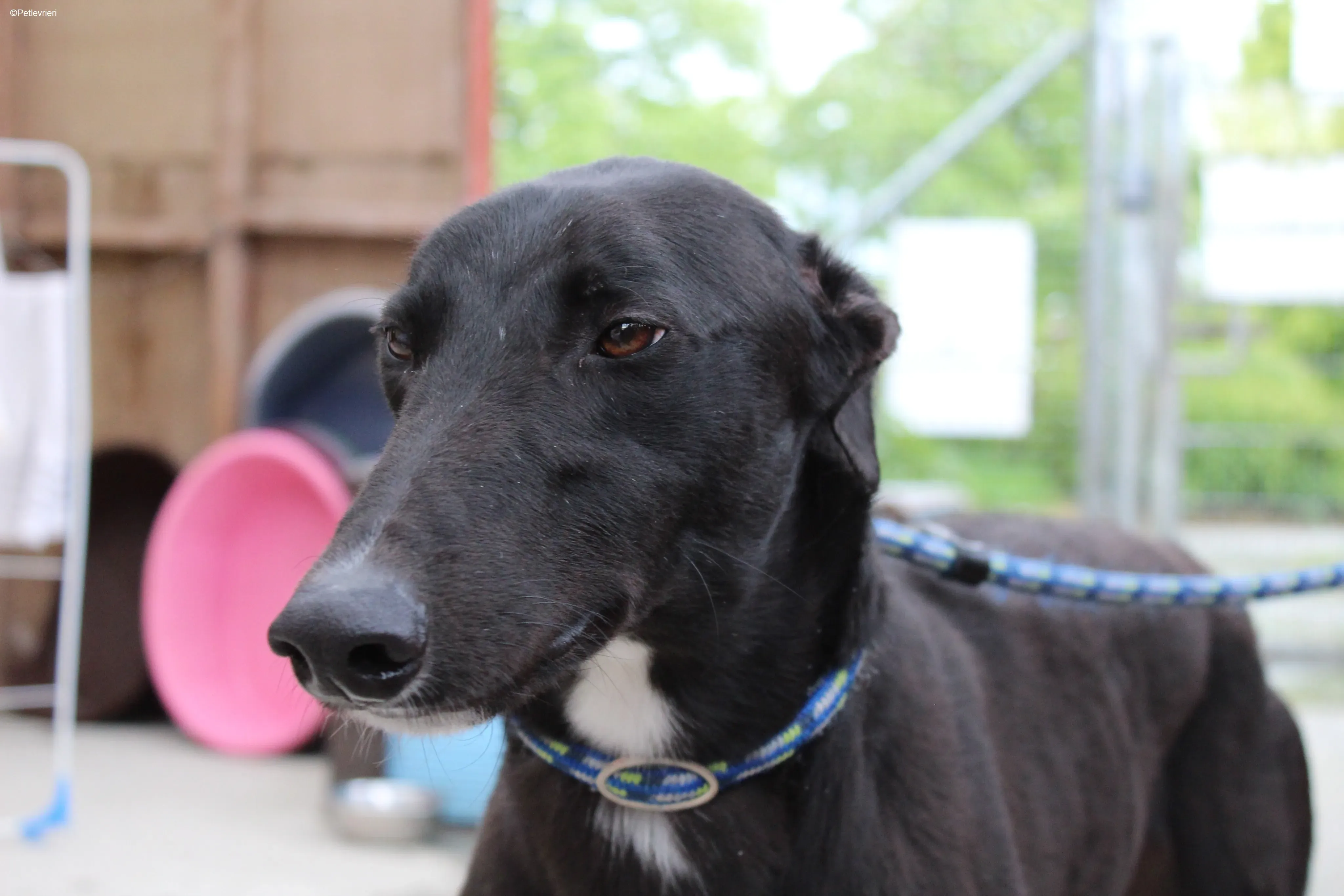 Panther adozione levrieri greyhound 2 1