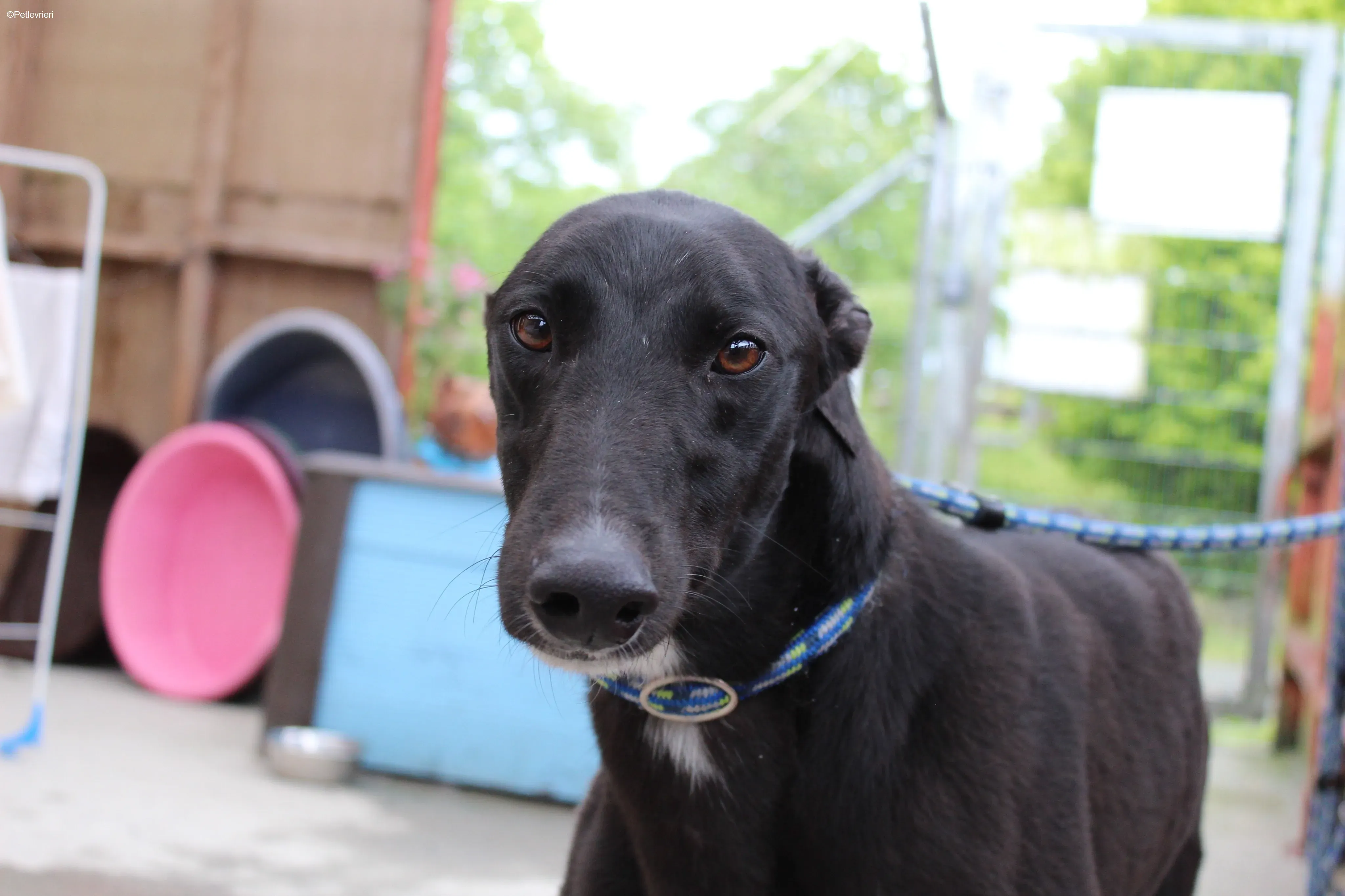 Panther adozione levrieri greyhound 3 1