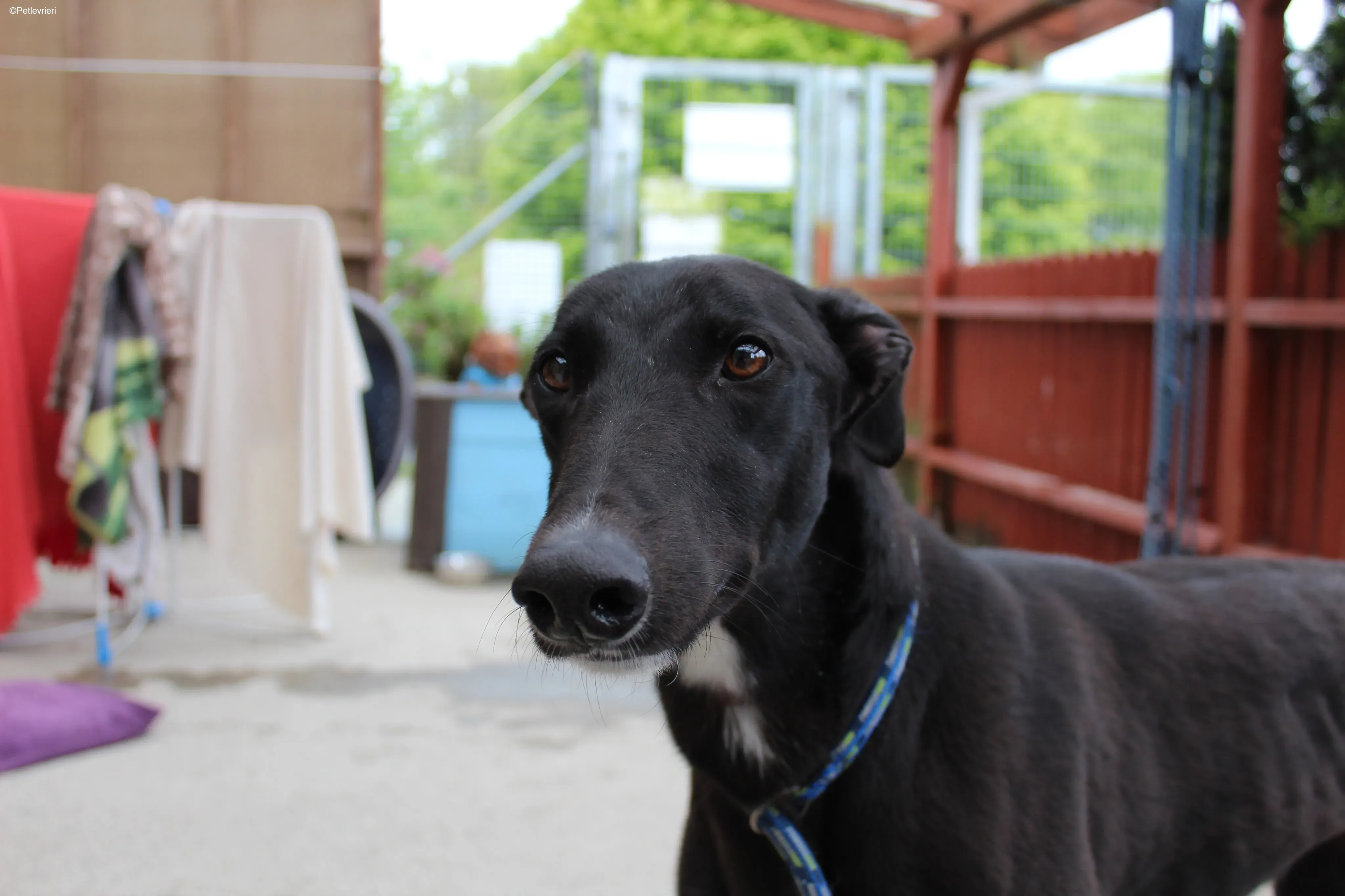 Panther adozione levrieri greyhound 4 1